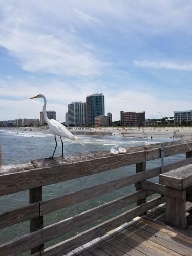 Apartamento Luxurious Ocean Front 4th Floor Suite With Jet Tub