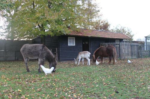B&B De Rijcke Rust