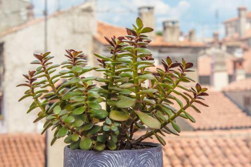 Apartamento 10 Veliki Trg