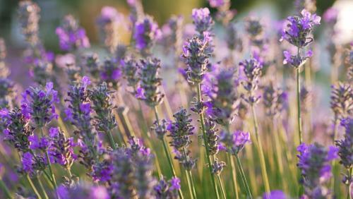 Lavanda Apartments