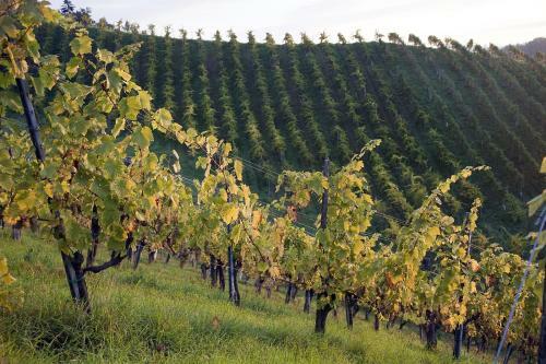 Hostal Weingut Tauss