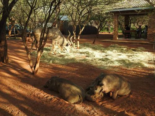 Apartamento 462 Bosbok Chalets