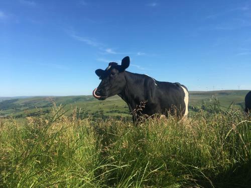 Healing Pastures Farm