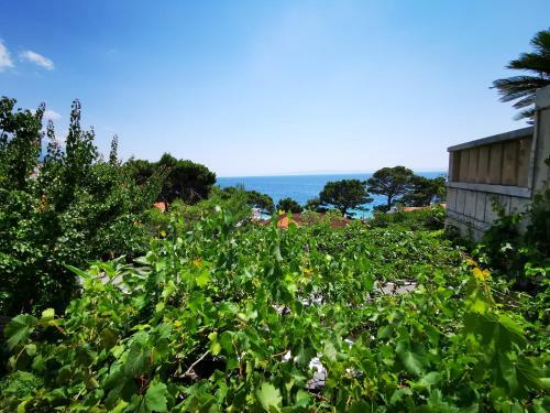 Apartment Luka Sodan -villa Bose
