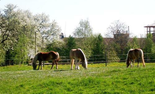 Agroturismo Reiterbauernhof Sch�nlehenhof