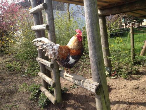 Agroturismo Baby- Und Kinderhof Aicherbauer