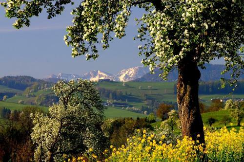 Hostal Gasthaus-pension Sandner Linde
