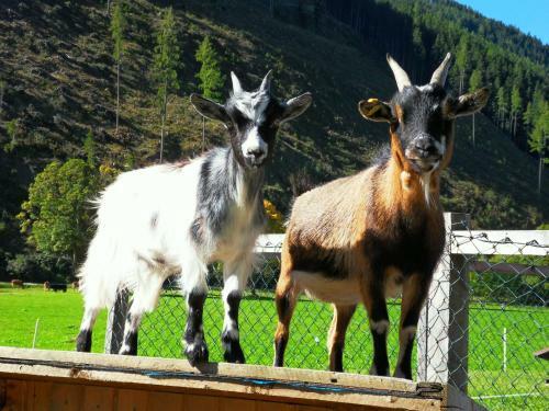 Apartamento Sattlehnerhof