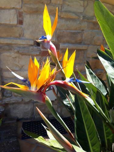 Monolocale La Regina Strelitzia