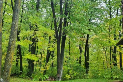 Peaceful Wooded Getaway - Near Mille Lacs