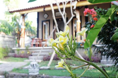 The Banyan Menjangan