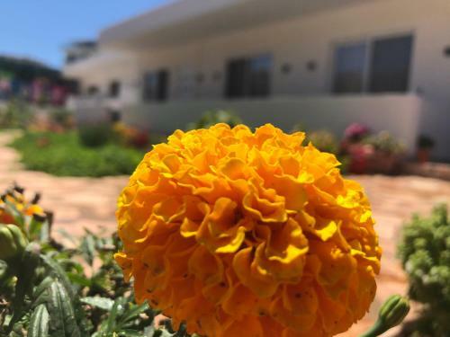 Apartamento Villa Rea