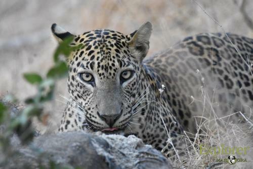 Hotel Mahoora Tented Safari Camp - Kumana