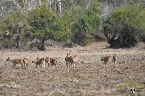 Hotel Mahoora Tented Safari Camp - Kumana