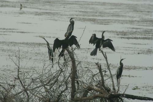 Hotel Mahoora Tented Safari Camp - Kumana