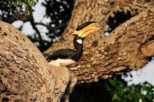Hotel Mahoora Tented Safari Camp - Kumana