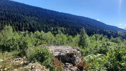 Daisvene Mtashi