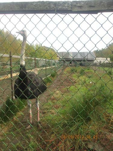 Agroturismo Ostrich Farm