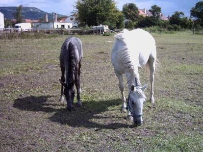 Hostal Pension U Pek�rny