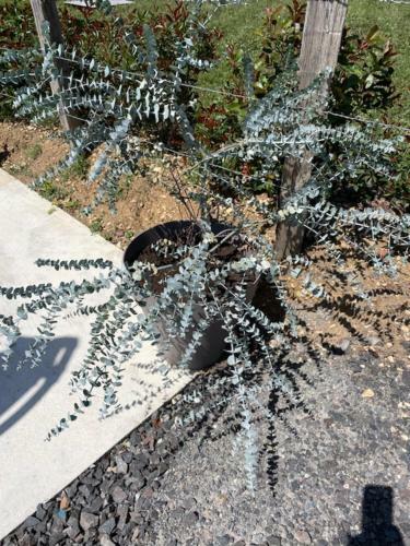 G�te Les 3 Eucalyptus