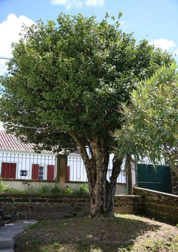 Bed & Breakfast Quinta Atlantis