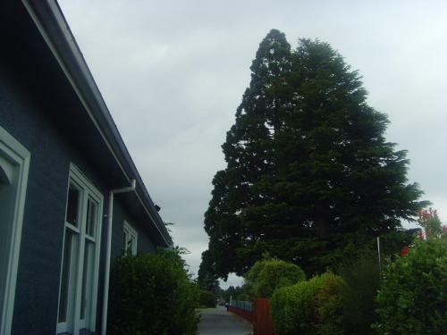 Albergue Big Tree Lodge Methven