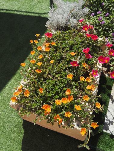 Bed & Breakfast Il Grillo Parlante