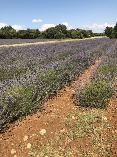 Provence's Home