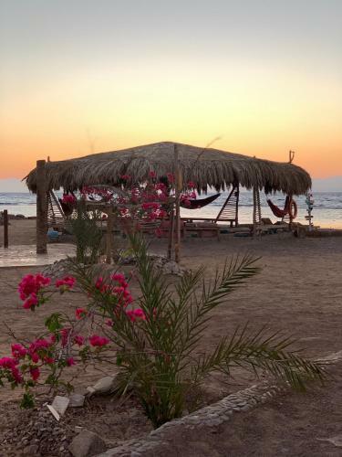 Alwaha Camp