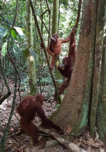Hotel Etalauser Jungle Gate Ecoresort Bukit Lawang