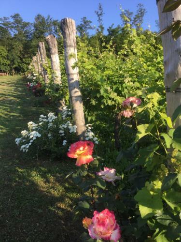 Agriturismo Terre Bianche