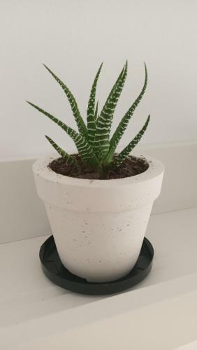 Apartamento Tarifa Cactus