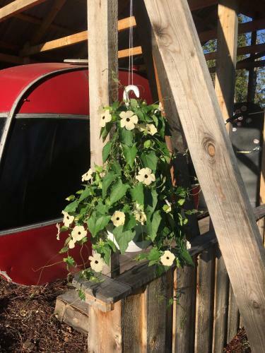 Tiny Lakeside Home