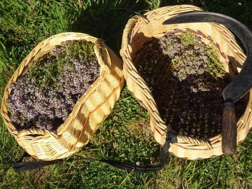 G�te Le Framboisier - Chez Producteurs de Plantes