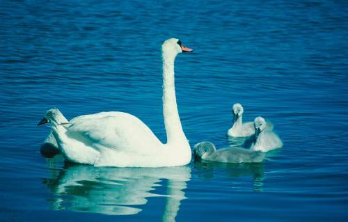 Hotel Loikansaari Lomam�kit Holiday Cottages