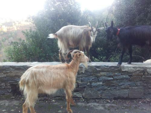 G�te La Fontaine Corse