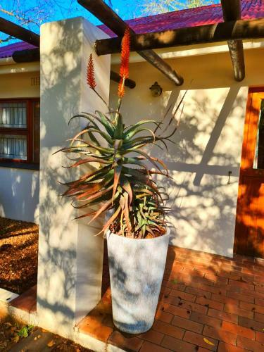 Apartamento Protea Chalet