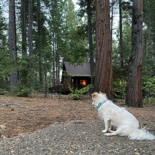 Splendid Mountain Retreat: Spa, Sauna, & Generator