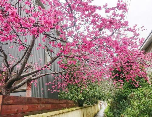 Xinshe Xiao Shu Time Homestay
