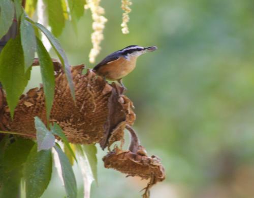 Windborne Bed & Breakfast