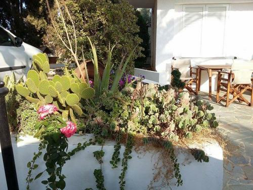 Apartamento Rose House