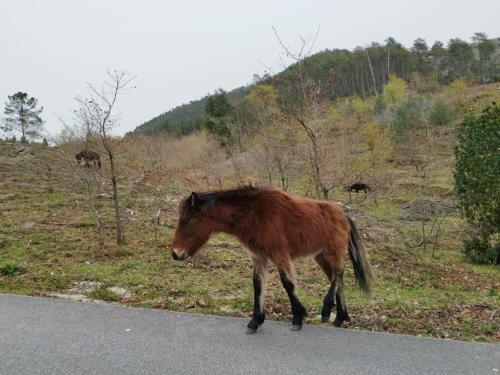 Apartamento Casa Do Vale - Casa Termal - Ger�s/xures