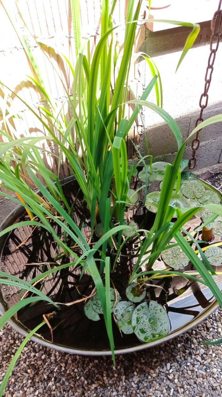 Apartamento Garden Duplex