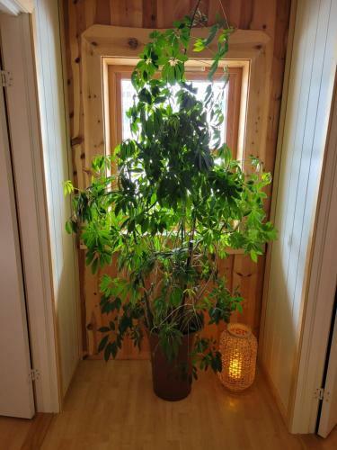 Large, Cozy, Family-friendly Bua Apartment