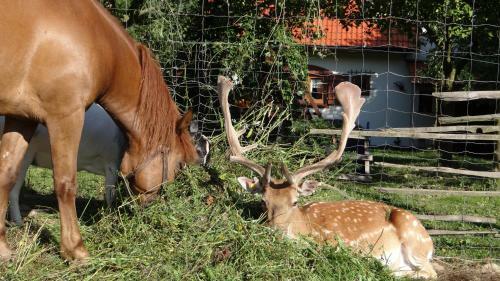 Agroturismo Wie?a Na G�rce