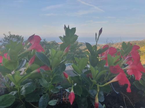 Agroturismo Agriturismo Sant'anna