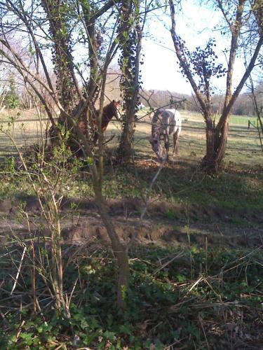 Bed & Breakfast Malouini�re Des Trauchandieres