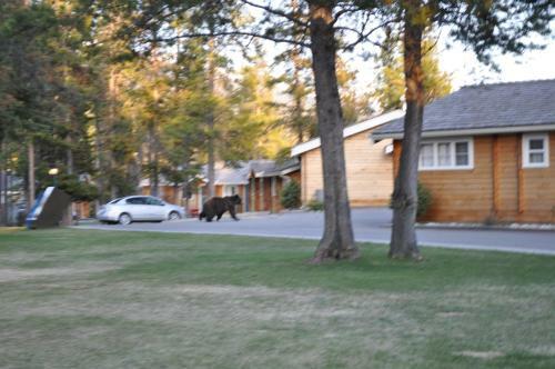 Hotel Jasper House Bungalows