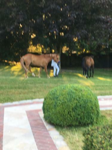 Bed & Breakfast Manoir De Benerville