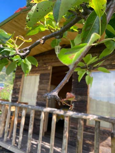 Ser�s Libre Refugio